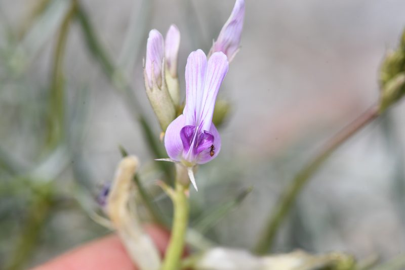 Astragalus serenoi, photographed by Trevor Van Loon