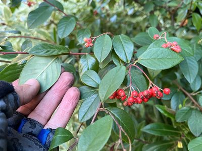 Cotoneaster glaucophyllus, photographed by Jon Sullivan