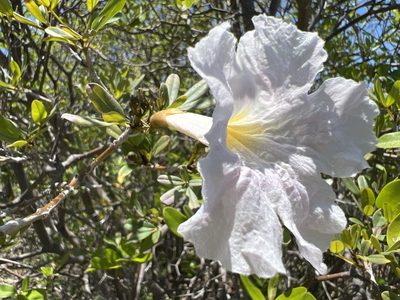 Tabebuia heterophylla, photographed by Alan Weakley