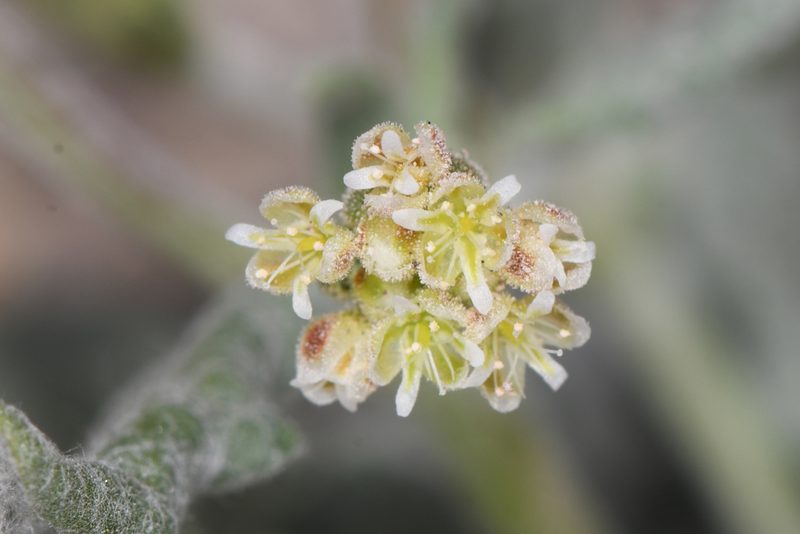 Eriogonum maculatum, photographed by Trevor Van Loon