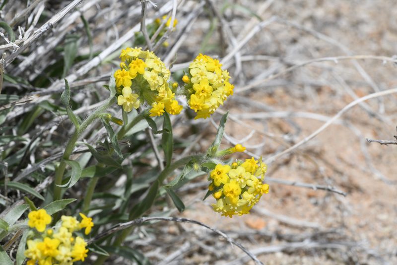 Oreocarya confertiflora, photographed by Trevor Van Loon