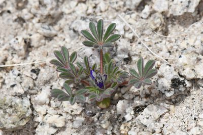 Lupinus brevicaulis, photographed by Trevor Van Loon
