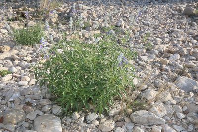 Salvia farinacea