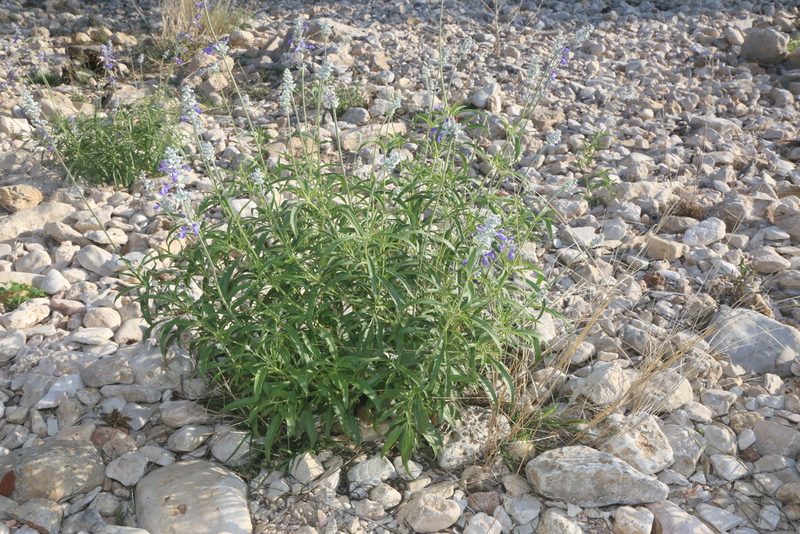 Salvia farinacea, photographed by Reid Hardin
