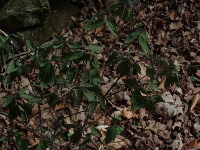 Caulophyllum giganteum, photographed by Lynn Harper