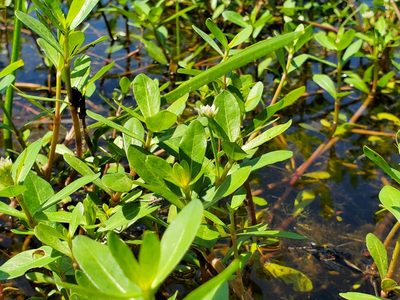 Alternanthera philoxeroides, photographed by Samuel A Schmid, PhD, PWS