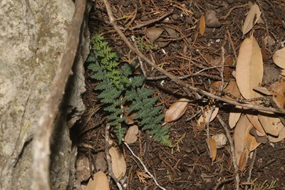Myriopteris scabra, photographed by Reid Hardin