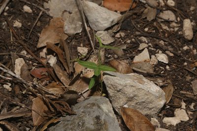 Passiflora tenuiloba, photographed by Reid Hardin