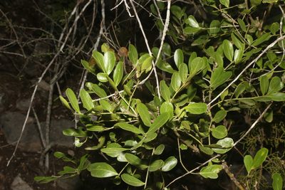 Dermatophyllum secundiflorum, photographed by Reid Hardin
