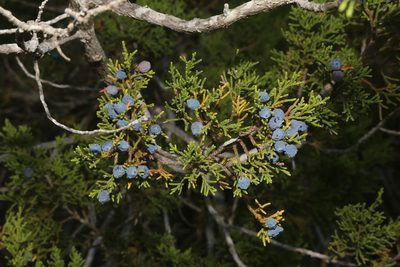 Juniperus ashei, photographed by Reid Hardin