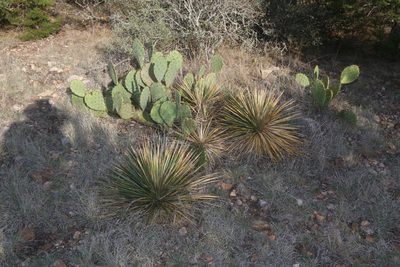 Yucca constricta, photographed by Reid Hardin