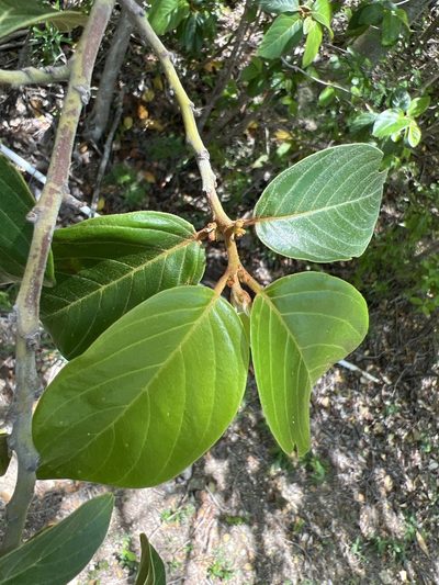 Colubrina arborescens, photographed by Alan Weakley