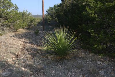 Dasylirion texanum, photographed by Reid Hardin
