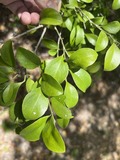 Schaefferia frutescens, photographed by Alan Weakley