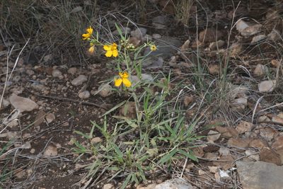 Senna roemeriana, photographed by Reid Hardin