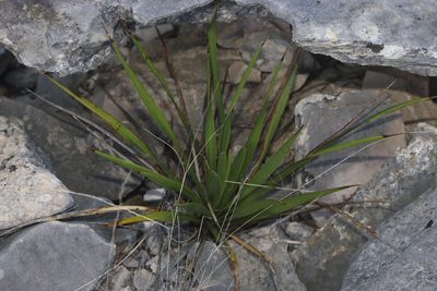 Yucca reverchonii, photographed by Reid Hardin