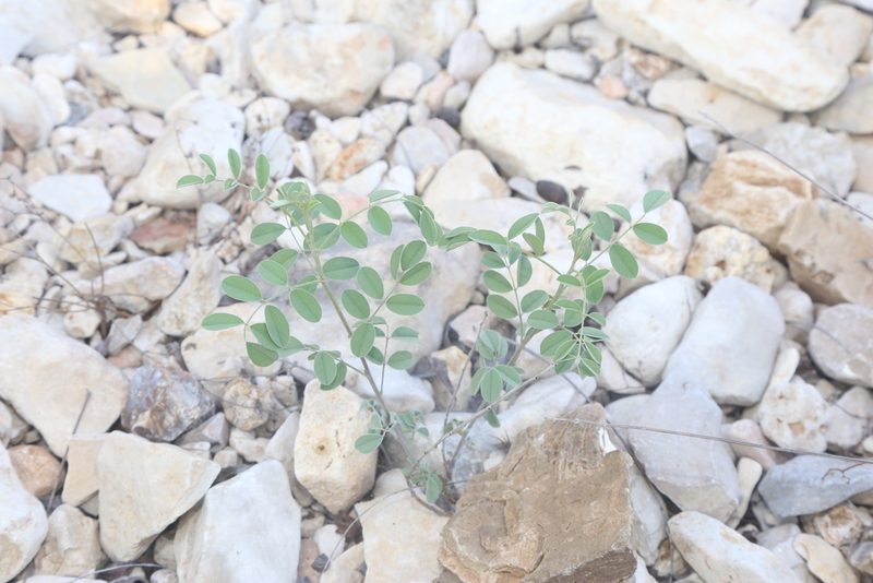 Indigofera lindheimeriana, photographed by Reid Hardin