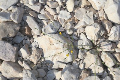 Linum rupestre, photographed by Reid Hardin