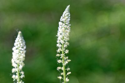 Reseda alba, photographed by Donald Davesne