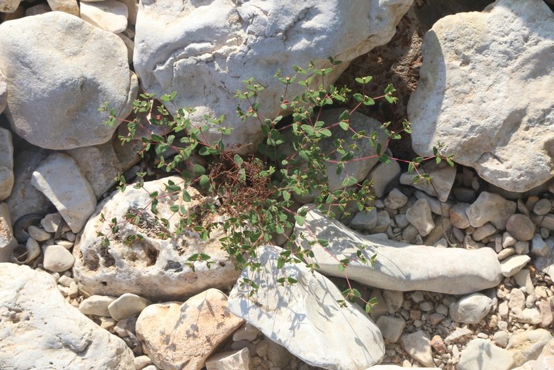 Euphorbia villifera, photographed by Reid Hardin
