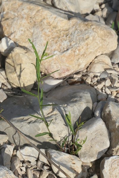 Tragia leptophylla, photographed by Reid Hardin