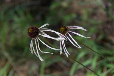 Echinacea sanguinea, photographed by Mike Duran