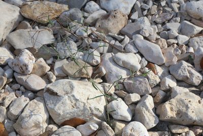 Euphorbia angusta, photographed by Reid Hardin