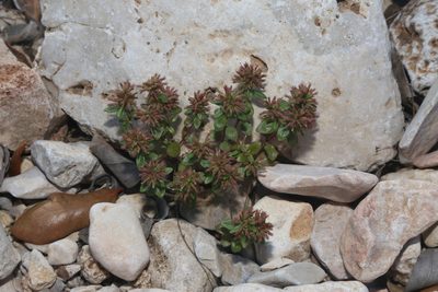 Hedeoma acinoides, photographed by Reid Hardin