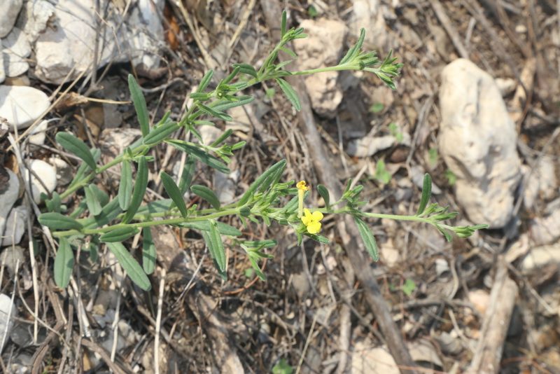 Lithospermum mirabile, photographed by Reid Hardin