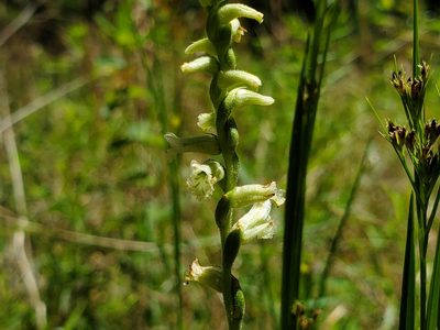 Spiranthes praecox, photographed by Samuel A Schmid, PhD, PWS