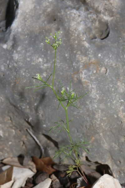 Spermolepis inermis, photographed by Reid Hardin