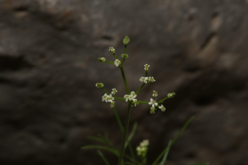 Spermolepis inermis, photographed by Reid Hardin