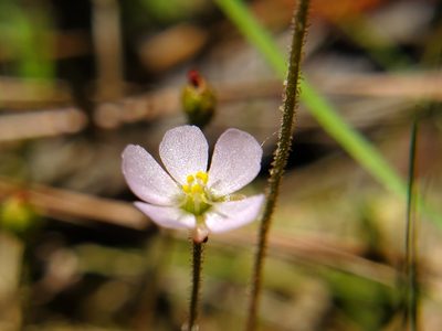 Drosera brevifolia, photographed by Samuel A Schmid, PhD, PWS
