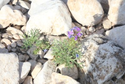 Verbena bipinnatifida, photographed by Reid Hardin