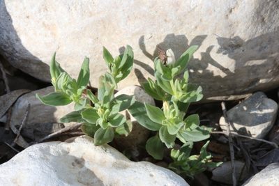 Spigelia hedyotidea, photographed by Reid Hardin