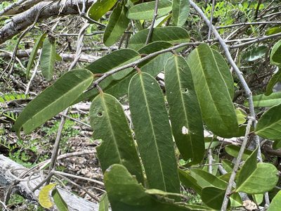 Morisonia flexuosa, photographed by Alan Weakley