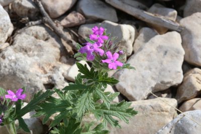 Verbena tumidula, photographed by Reid Hardin