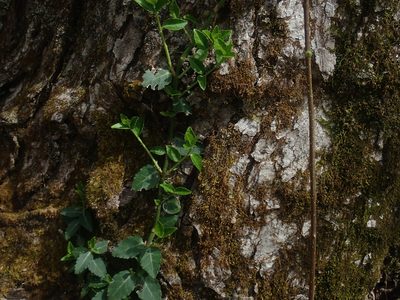 Euonymus fortunei, photographed by Lynn Harper