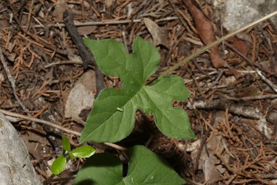 Ipomoea lindheimeri, photographed by Reid Hardin