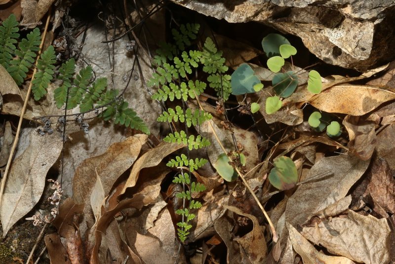 Myriopteris alabamensis, photographed by Reid Hardin