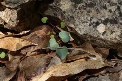 Pellaea ovata, photographed by Reid Hardin