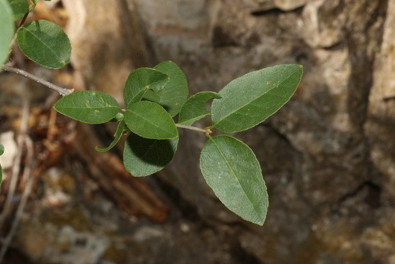 Forestiera reticulata, photographed by Reid Hardin
