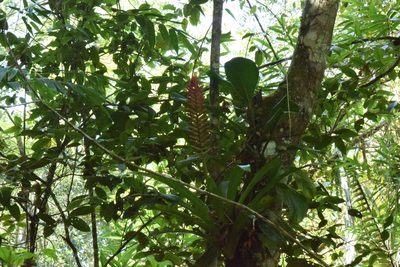 Vriesea ensiformis, photographed by Cajá-manga