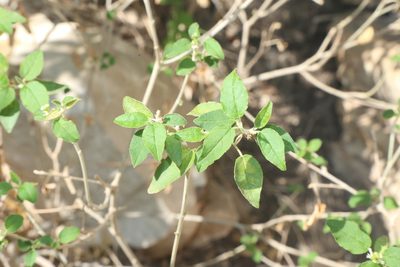 Croton fruticulosus