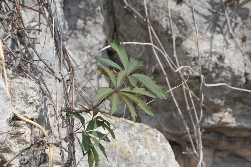Parthenocissus heptaphylla, photographed by Reid Hardin