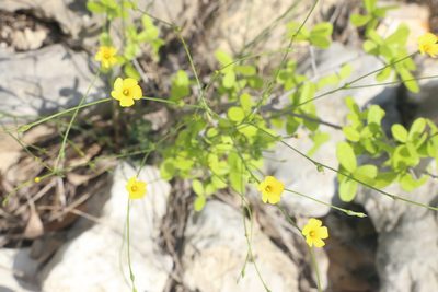 Linum rupestre, photographed by Reid Hardin