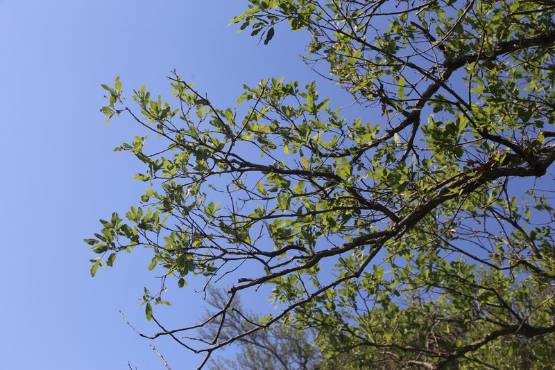 Quercus laceyi, photographed by Reid Hardin