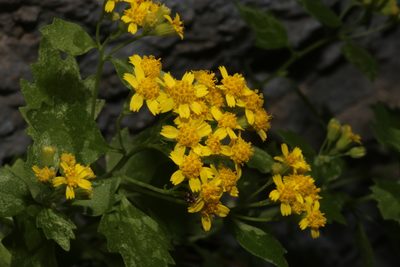 Perityle lindheimeri, photographed by Reid Hardin