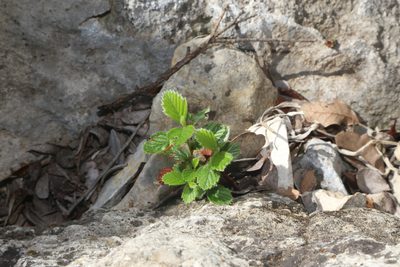 Cercocarpus montanus, photographed by Reid Hardin