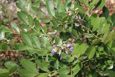 Dermatophyllum secundiflorum, photographed by Reid Hardin